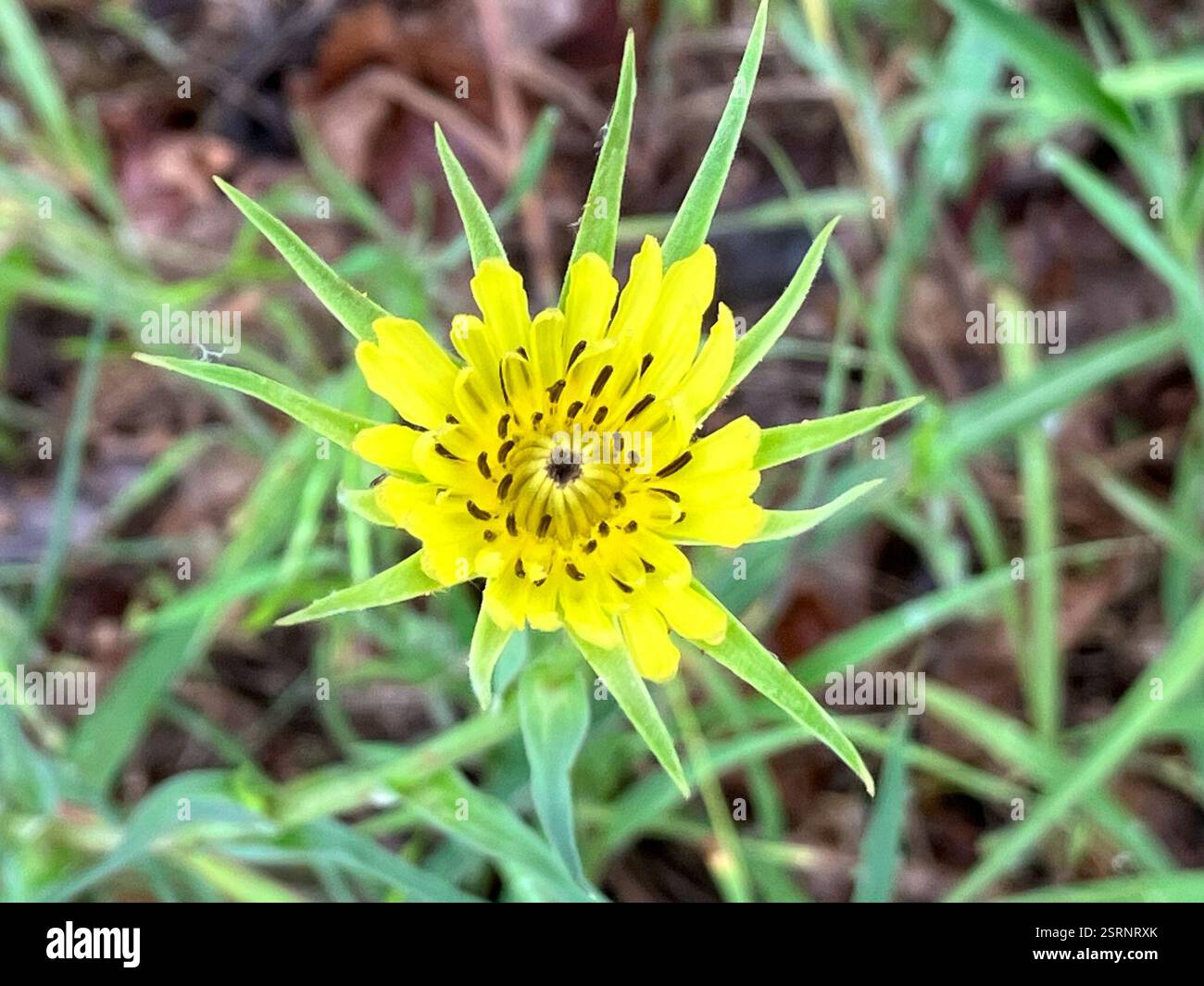Salsifies (Tragopogon), Plantae, N Outer Rd E, Eureka, MO, US Stock ...