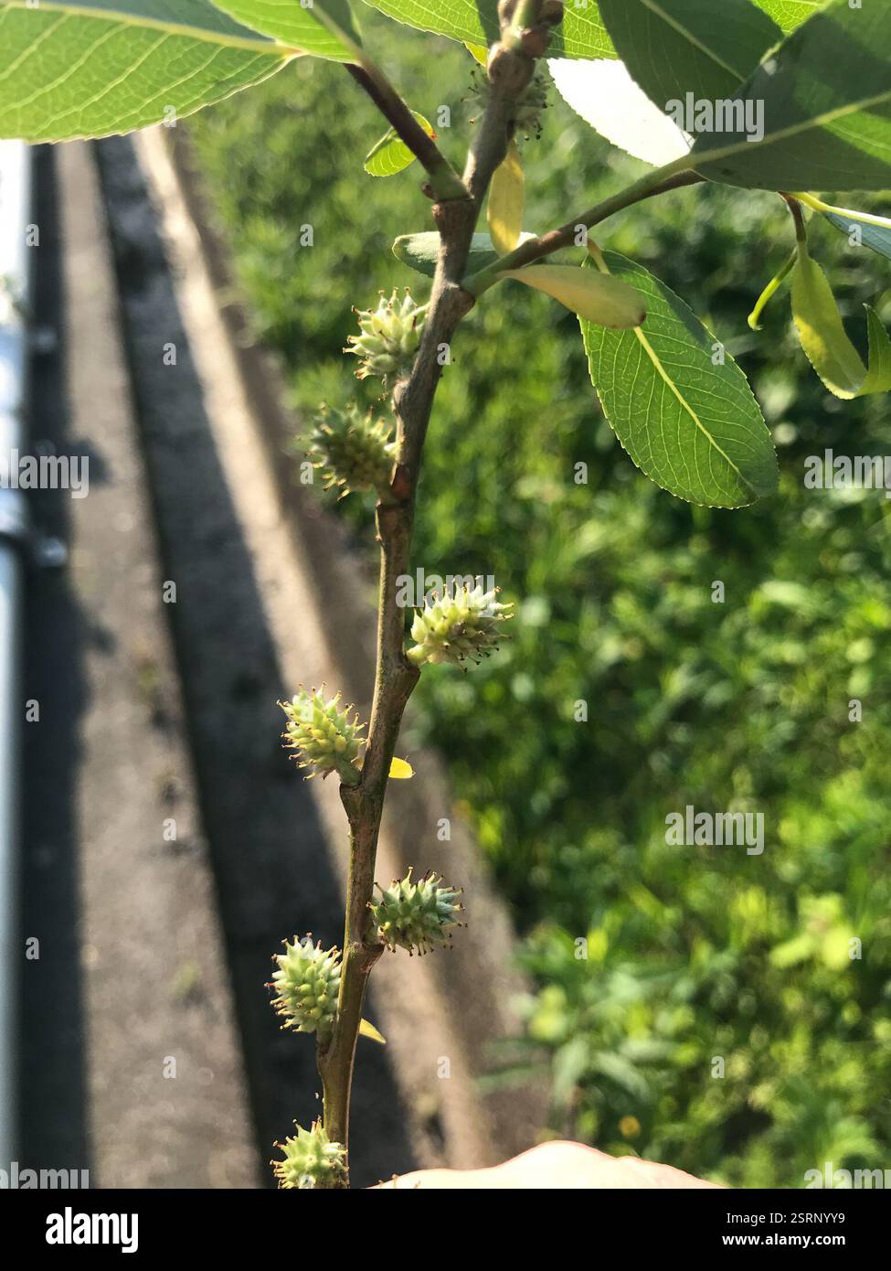 Willow Rice Korean willow (Salix pierotii), Plantae, Kamikoshikicho Nakakoshiki ...