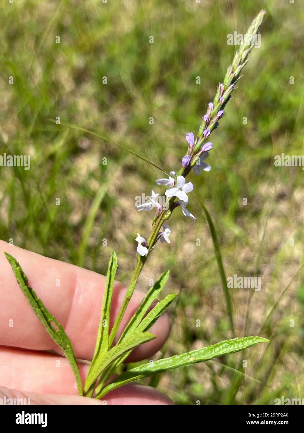 Verbena Simplex Cumberland rd hi-res stock photography and images - Alamy
