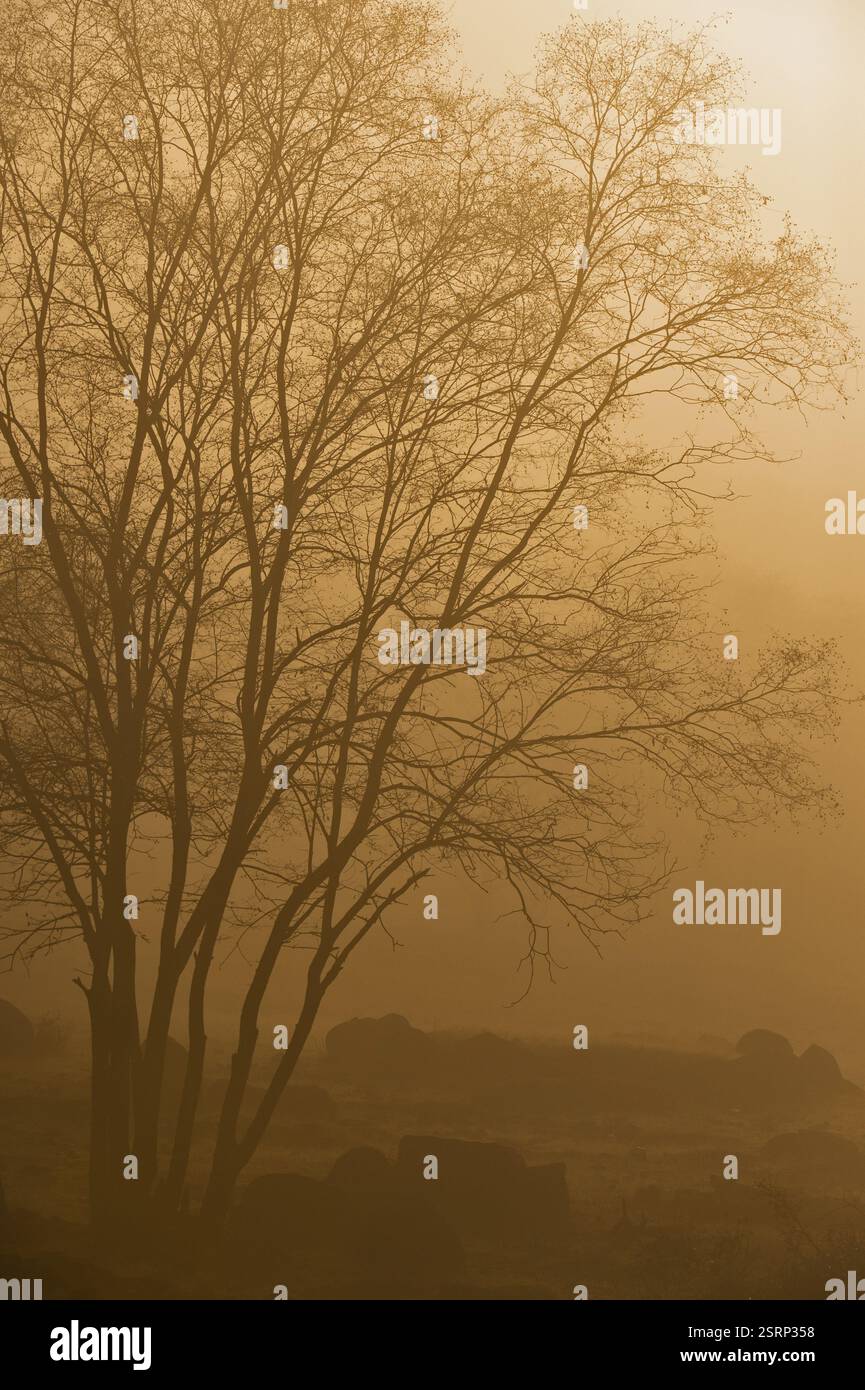 Dhok tree, Ranthambhore national park, rajasthan, India, Asia Stock ...