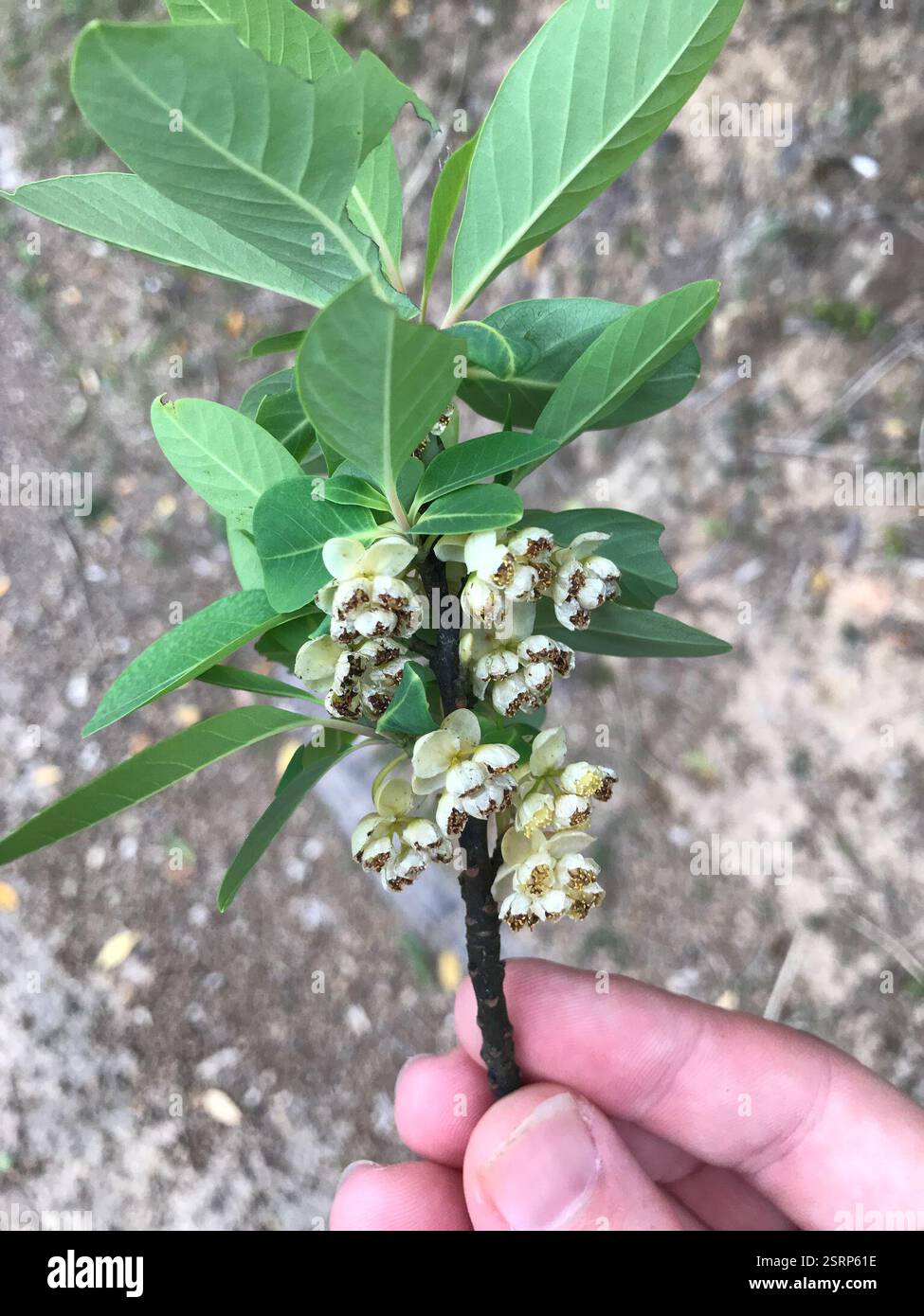 Litsea cubeba hi-res stock photography and images - Alamy