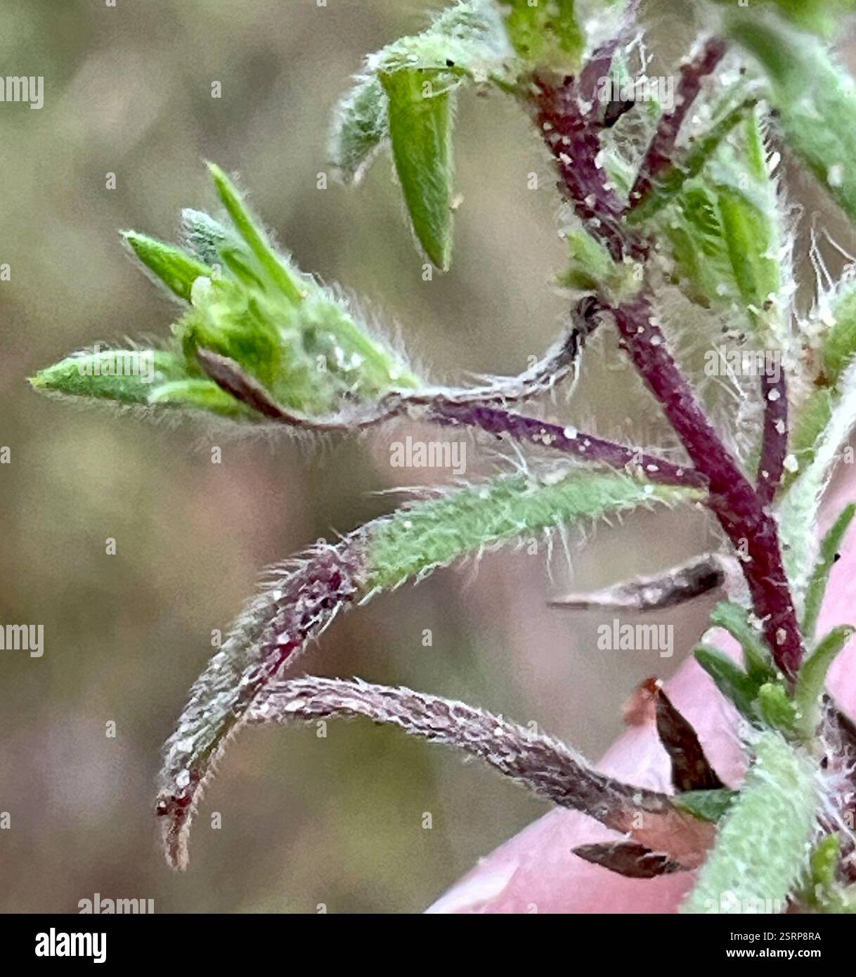 Serpentine plant stems hi-res stock photography and images - Alamy