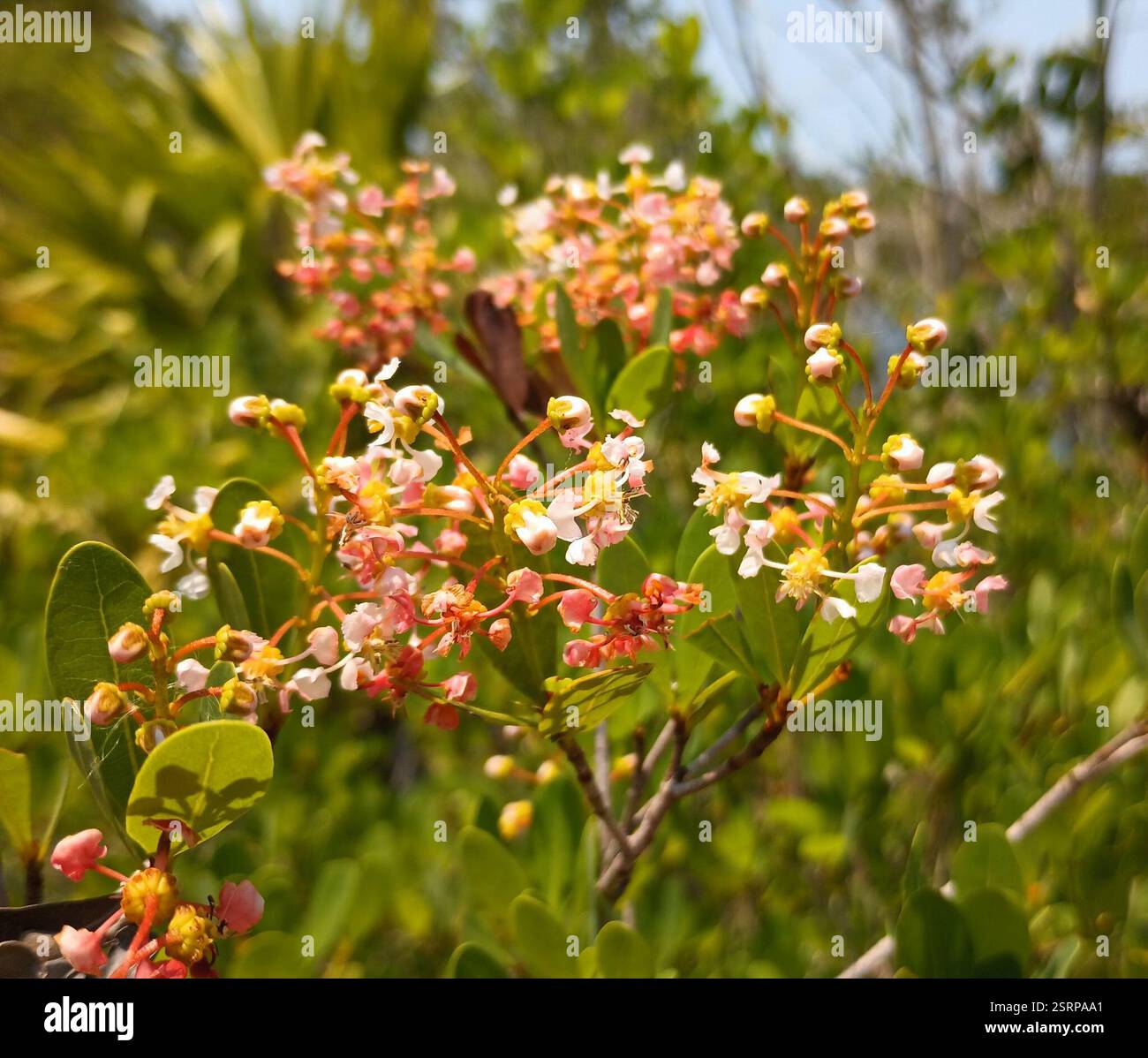 Lucust Berry Locustberry hi-res stock photography and images - Alamy