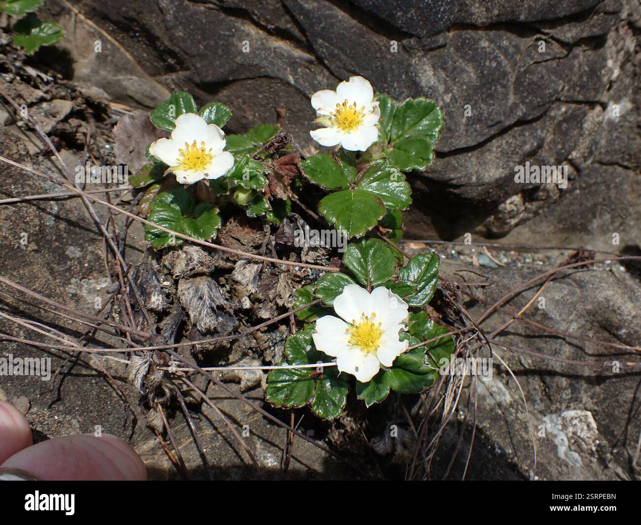beach strawberry (Fragaria chiloensis), Plantae, Clallam County, WA ...
