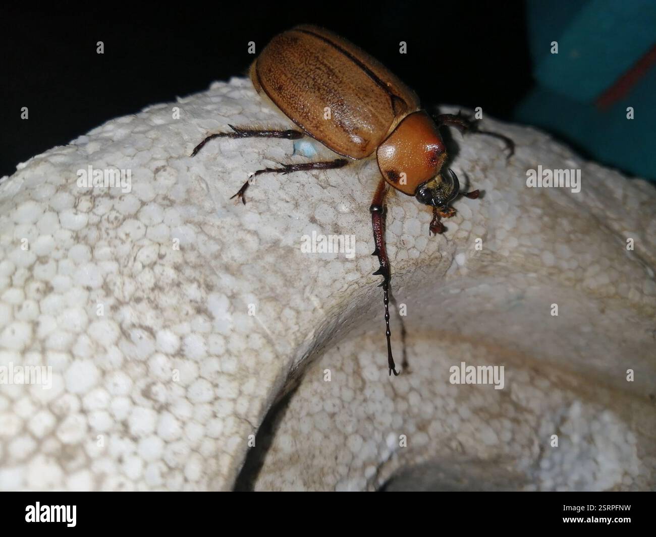Kgofa Insect Golofa Beetles (Golofa), Insecta, Ciénaga, Magdalena, Colombia Stock ...