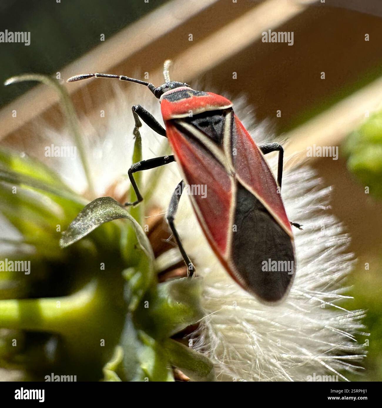 Neacoryphus bicrucis hi-res stock photography and images - Alamy