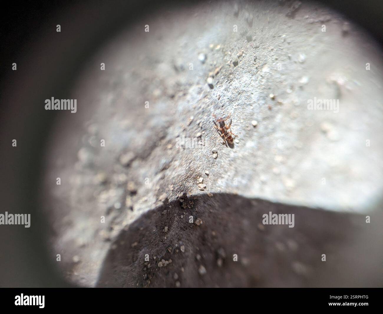 Common Porthole Ant (Ponera pennsylvanica), Insecta, Library Annex ...