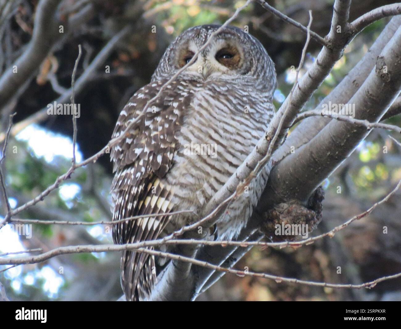 Strix Rufipes Strix rufipes hi-res stock photography and images - Alamy
