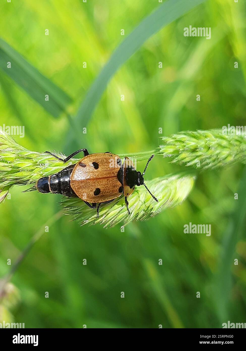Carrion Inset Carrion beetle dendroxena quadrimaculata hi-res stock photography and ...