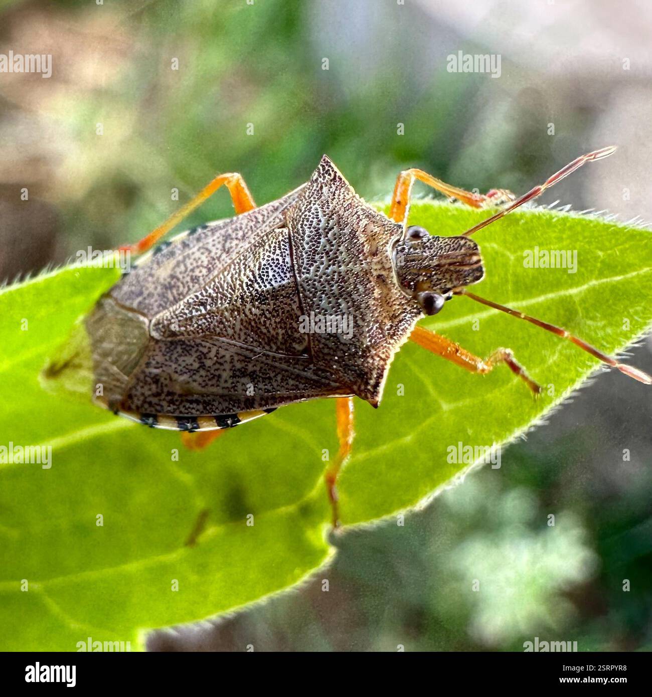 Podisis Insect Podisus maculiventris hi-res stock photography and images - Alamy