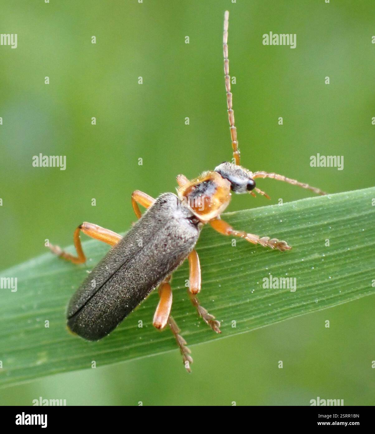 Grey Sailor Beetle (Cantharis nigricans), Insecta, Landgoed de Paltz ...