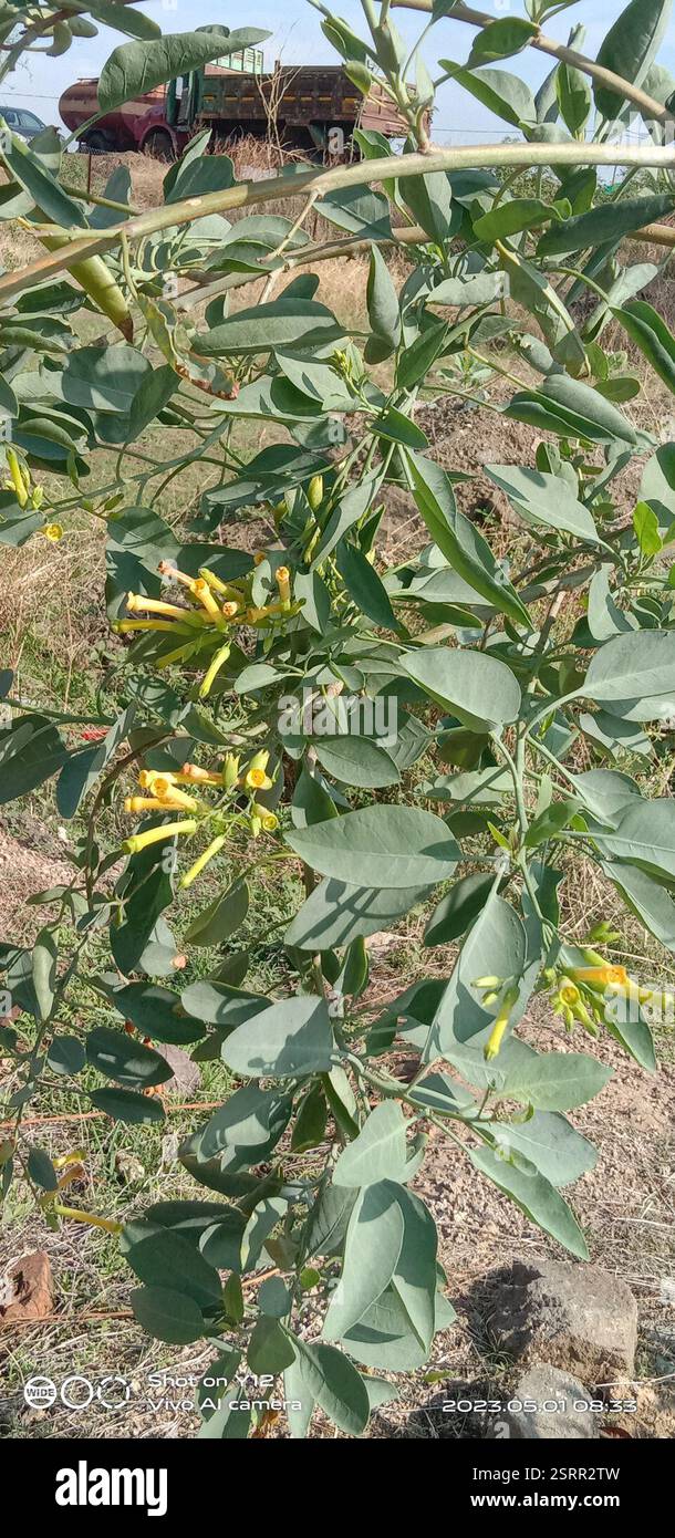 tree tobacco (Nicotiana glauca), Plantae, Ahmednagar, Maharashtra, India  Stock Photo