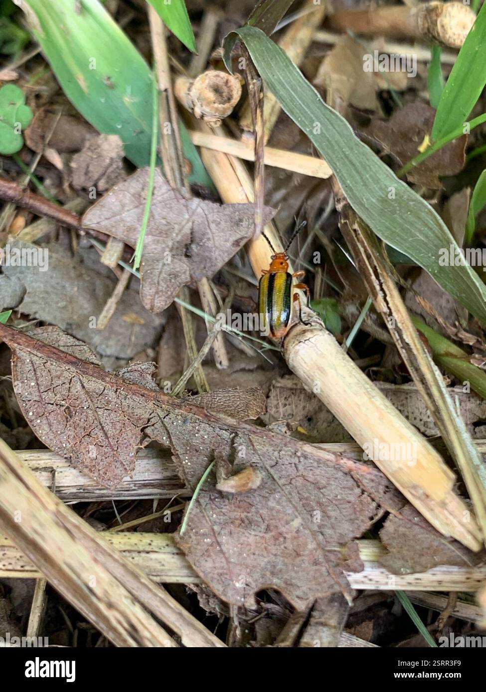 Three-lined Potato Beetle (Lema daturaphila), Insecta, The Arboretum ...