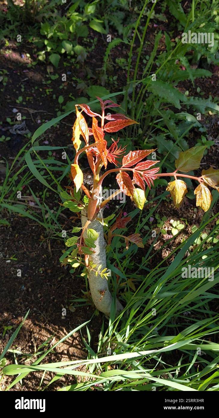 The Tree Rosedale tree-of-heaven (Ailanthus altissima), Plantae, Rosedale, Queens, NY ...