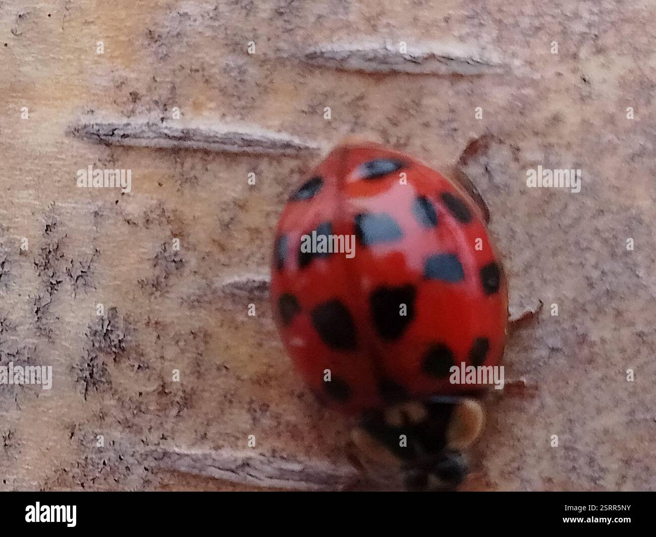 Asian Lady Beetle (Harmonia axyridis), Insecta, Balgreen, Edinburgh ...