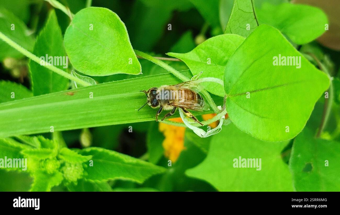 Epis Insect Cavity-nesting Honey Bees (Apis), Insecta, 724台灣台南市七股區篤加國小 Stock Photo ...