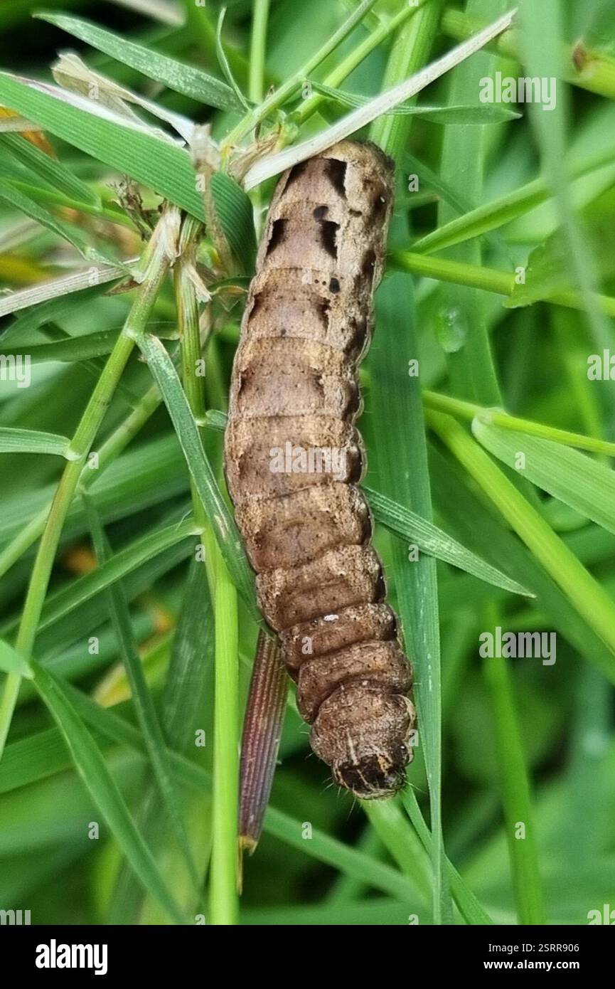Yellow Underwings (Noctua), Insecta, Kingshurst, Birmingham, UK Stock ...