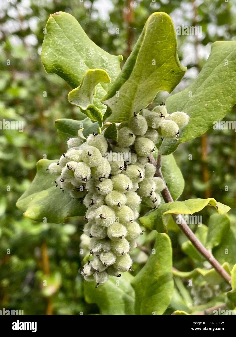 Coast silk tassel (Garrya elliptica), Plantae, Toro County Park ...