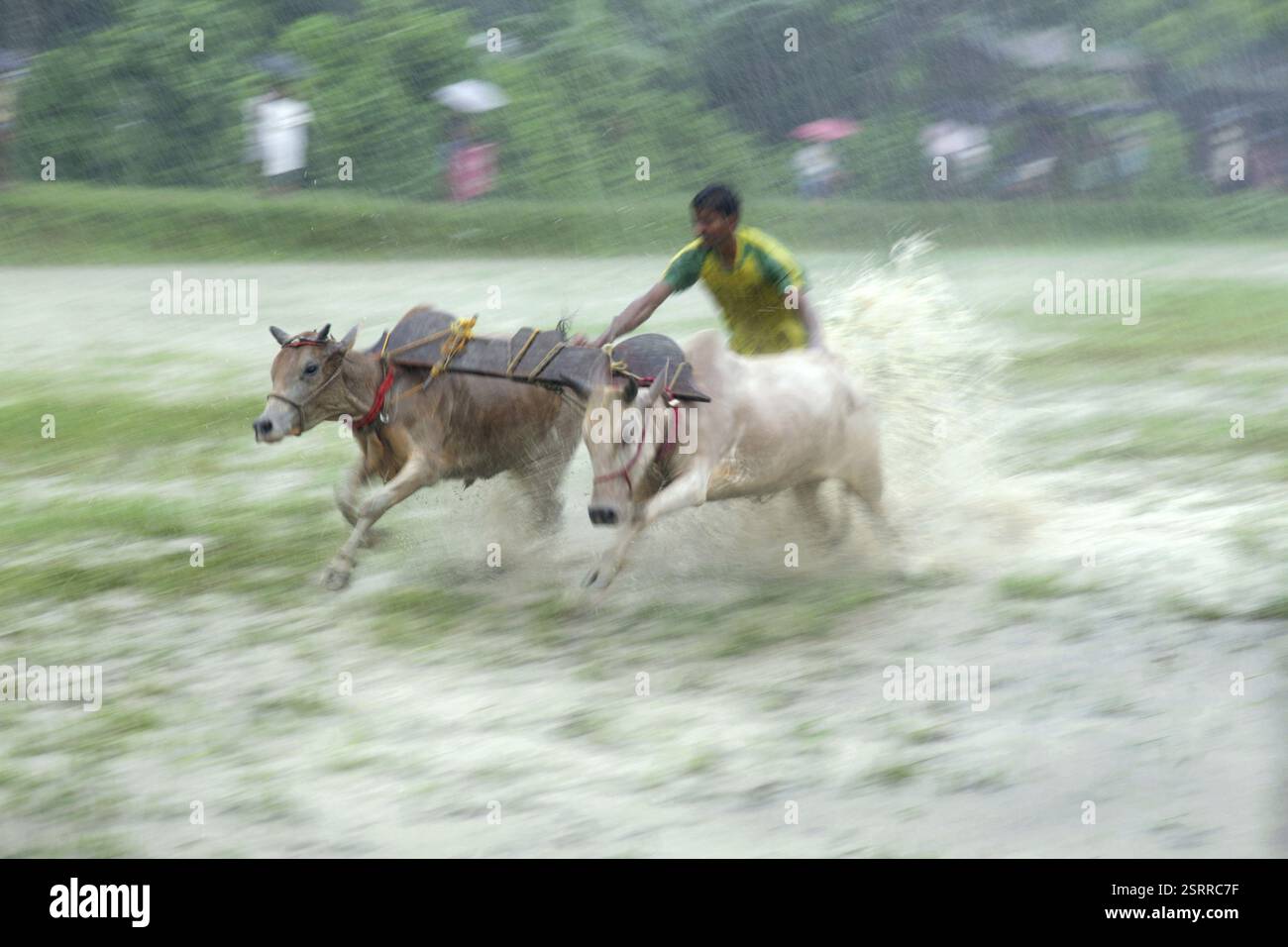 Bull race, west bengal, india, asia Stock Photo - Alamy