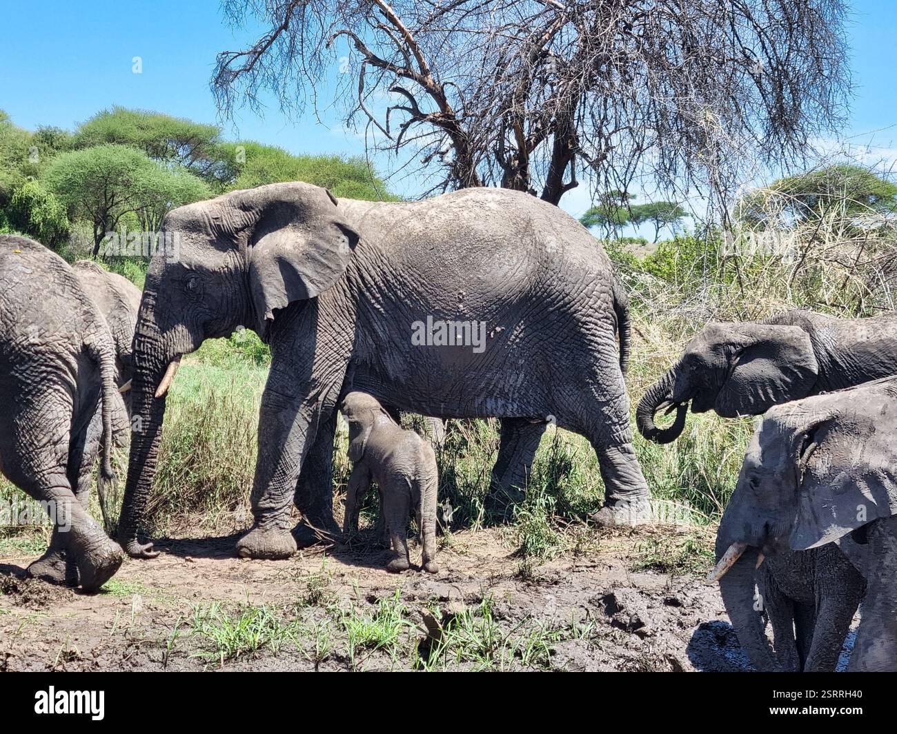 Explore the Majestic Elephants Thriving in Their Natural Environment ...
