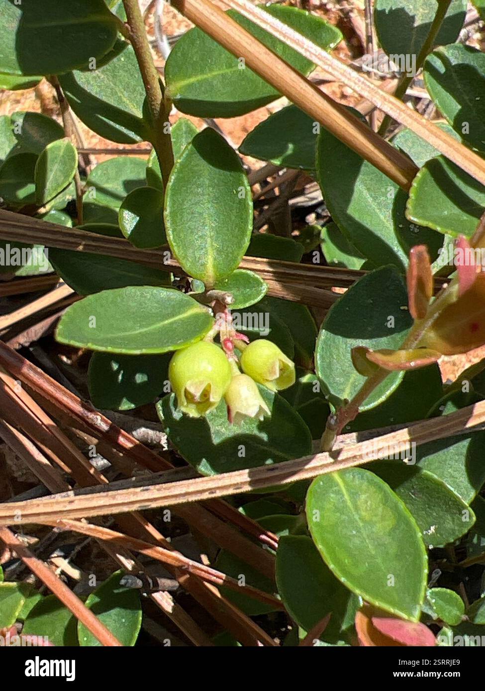 Creeping Blueberry (Vaccinium crassifolium), Plantae, Pine Forest ...