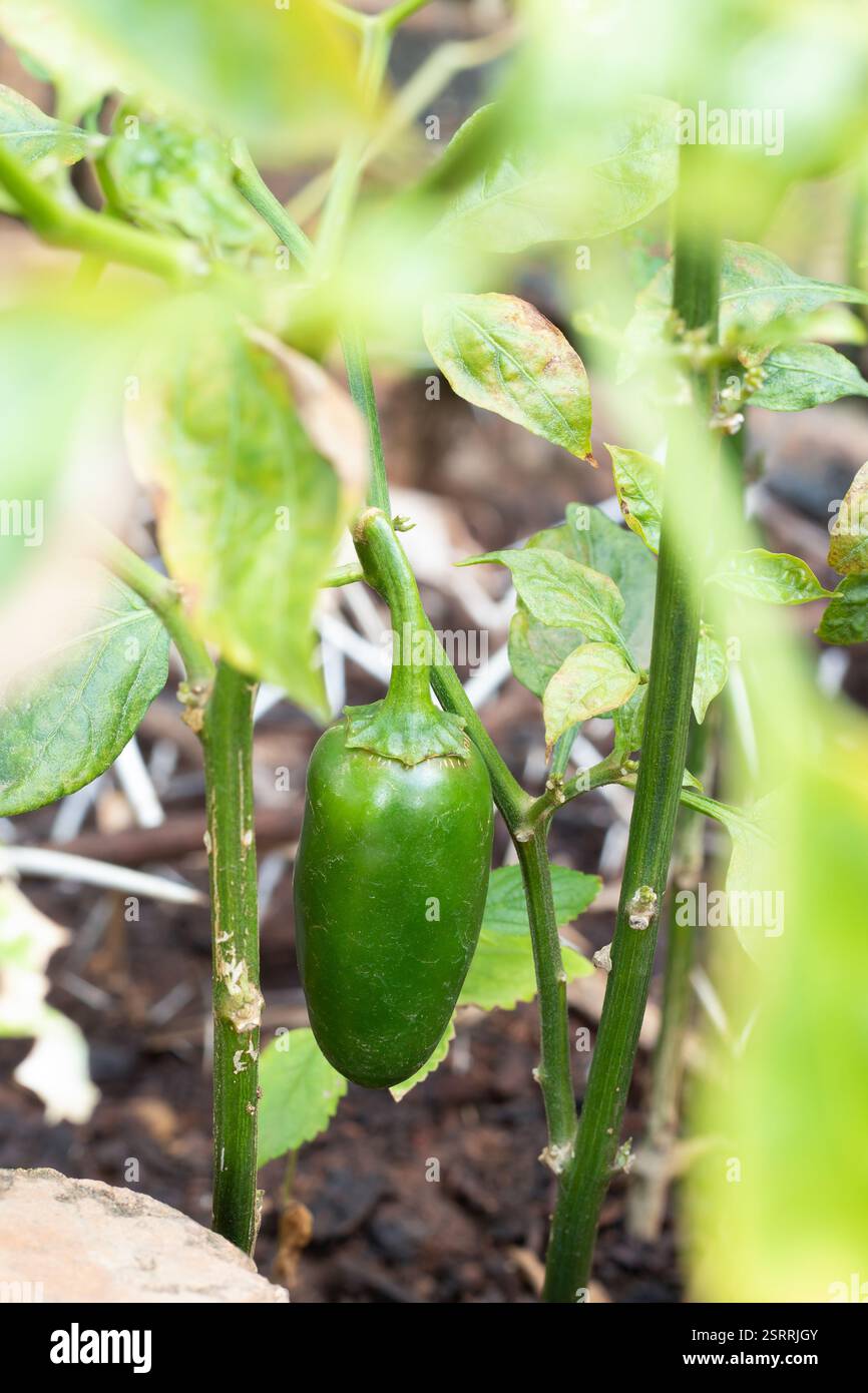 Green garden with pepper hi-res stock photography and images - Alamy