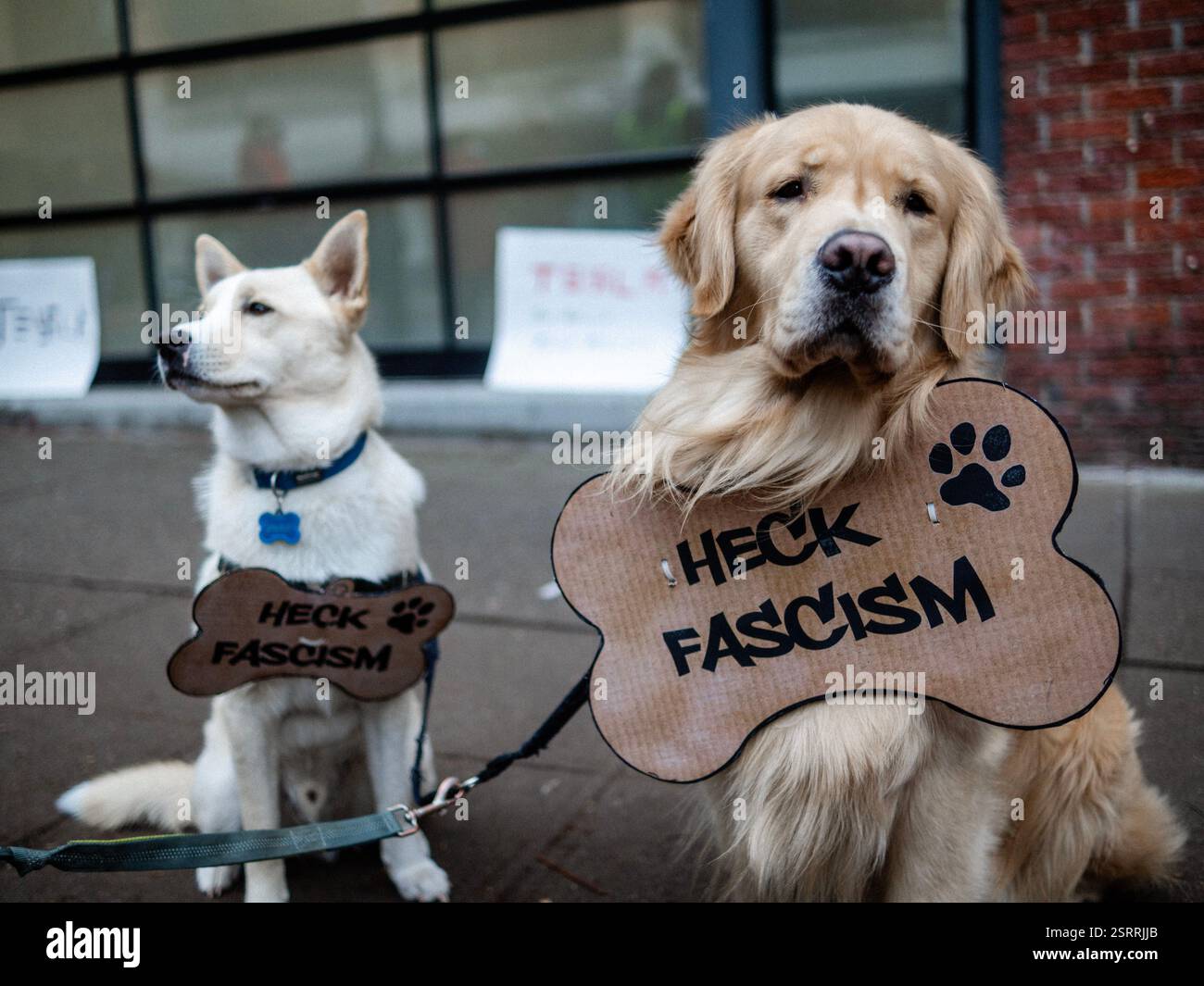Protesters rally outside the Tesla showroom in downtown Seattle, holding signs and chanting in protest against Elon Musk’s business practices. Stock Photo