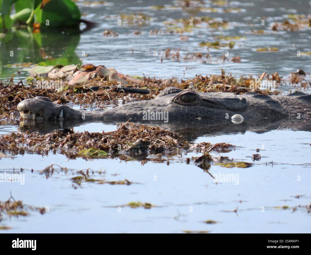 American Crocodile (Crocodylus acutus), Reptilia, Panama, Crocodile ...