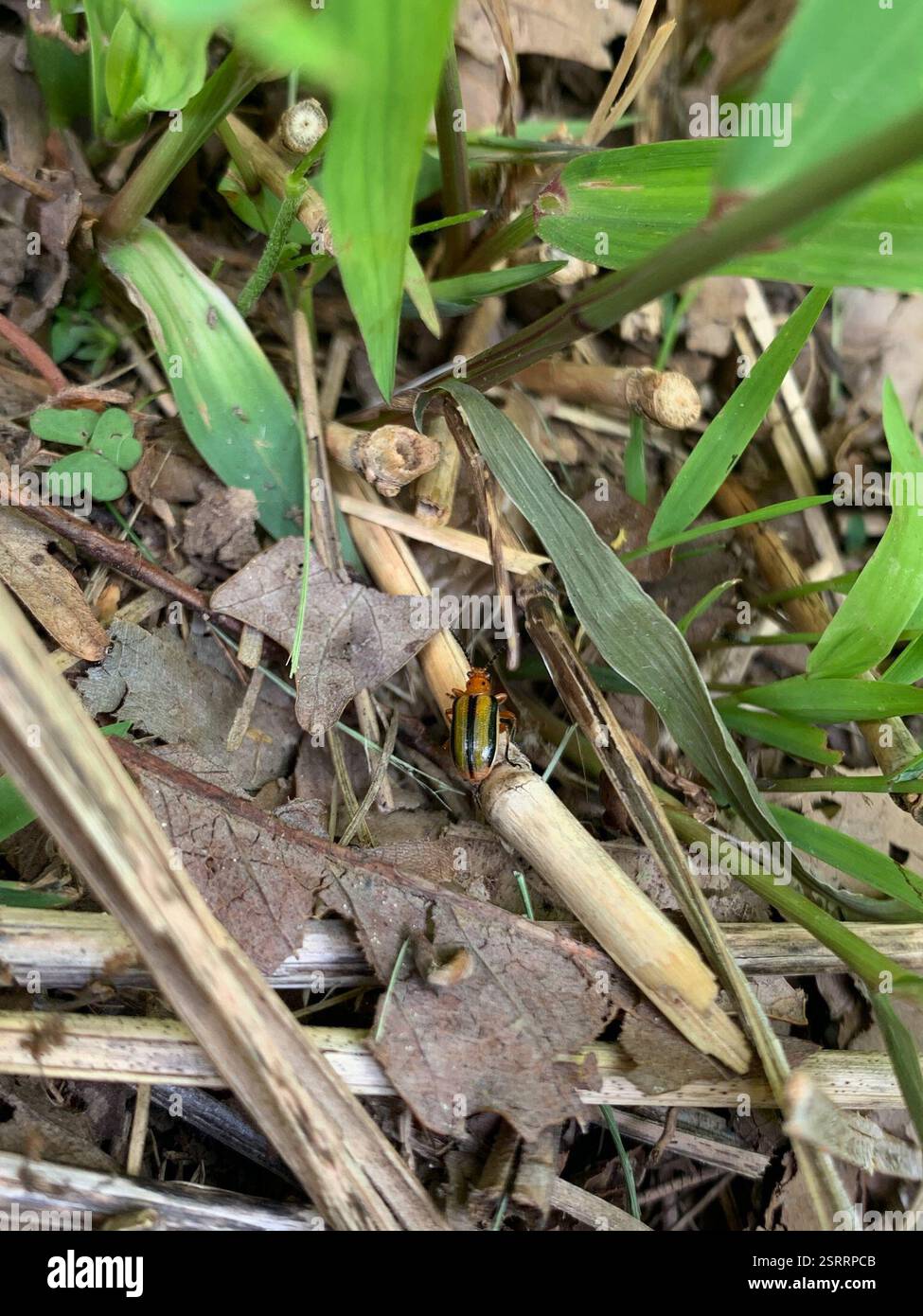 Three-lined Potato Beetle (Lema daturaphila), Insecta, The Arboretum ...