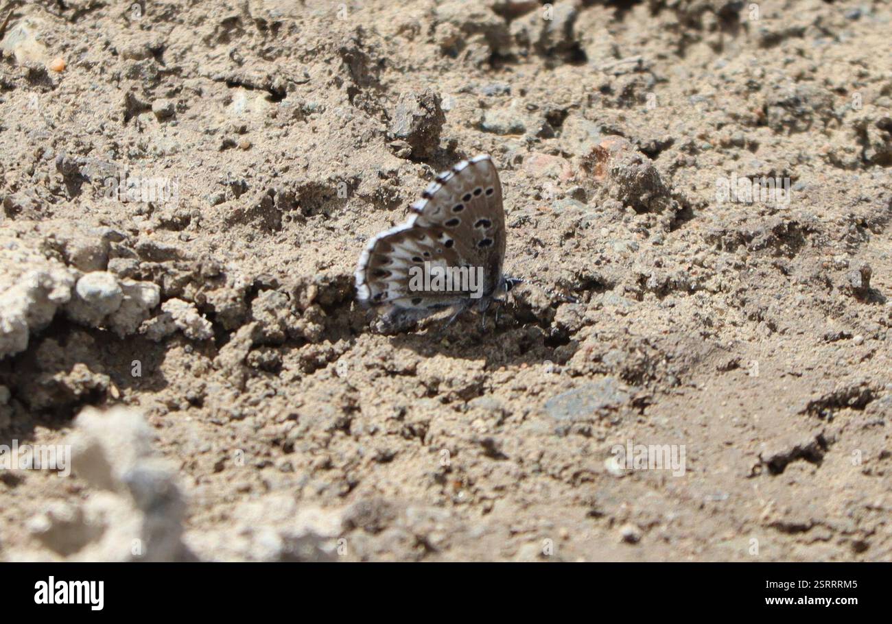 Arrowhead Blue (Glaucopsyche piasus), Insecta, Okanagan-Similkameen, BC ...