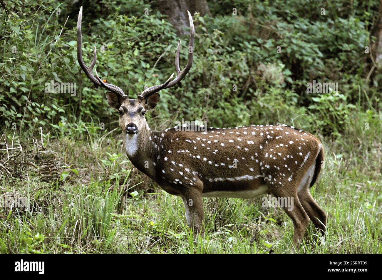 Fauna of india hi-res stock photography and images - Alamy
