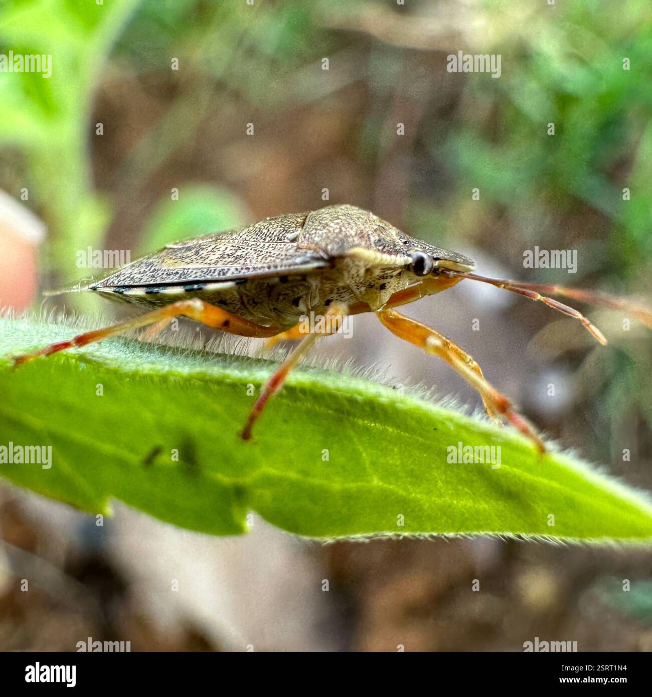 Podisis Insect Podisus maculiventris hi-res stock photography and images - Alamy