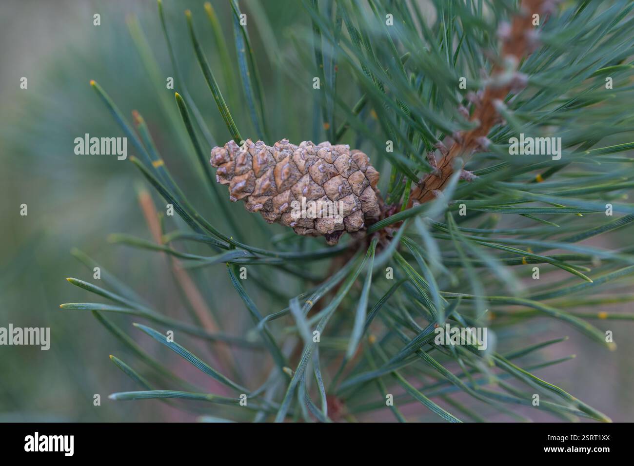 Pinus sylvestris seed hi-res stock photography and images - Alamy
