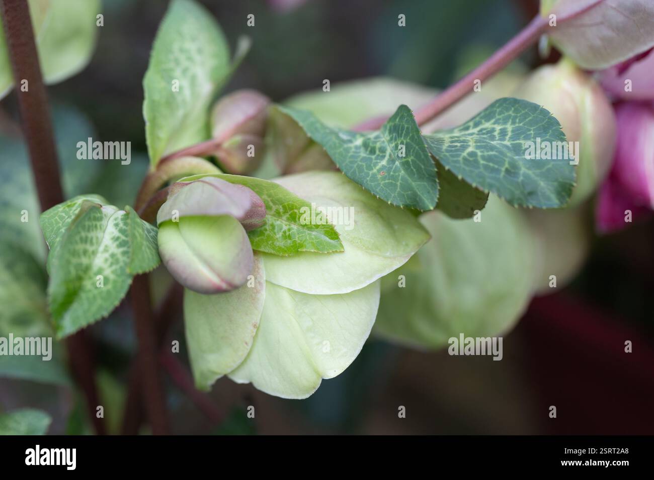 Hellebores helleborus plantae hi-res stock photography and images - Alamy