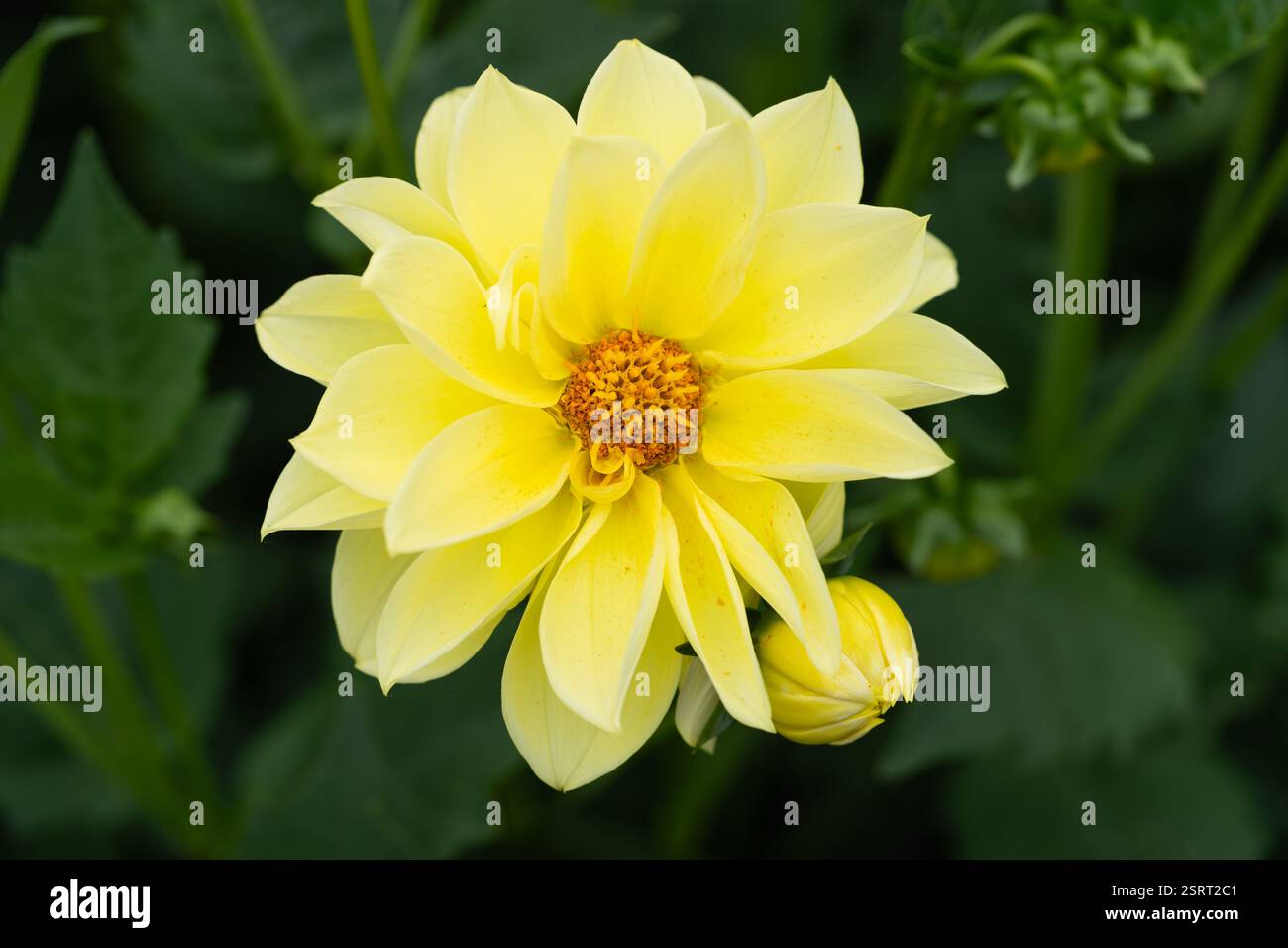 Bushy dahlia blooms hi-res stock photography and images - Alamy