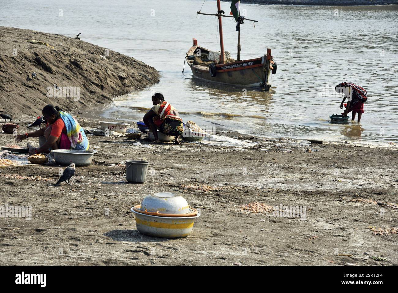 Indian fish sorting hi-res stock photography and images - Alamy