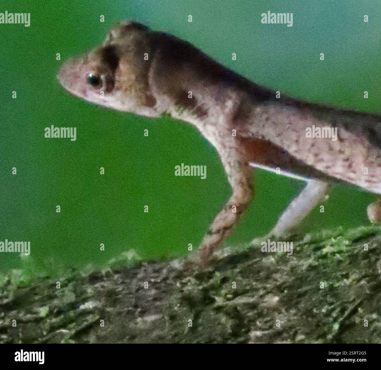 Family dactyloidae hi-res stock photography and images - Alamy