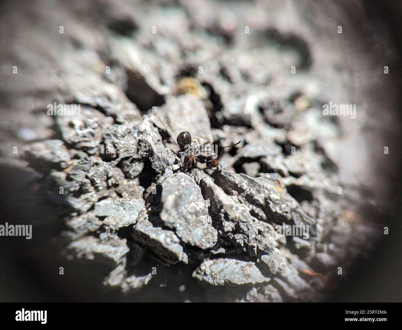 fusca-group Field Ants and Allies (Formica fusca), Insecta, Library ...