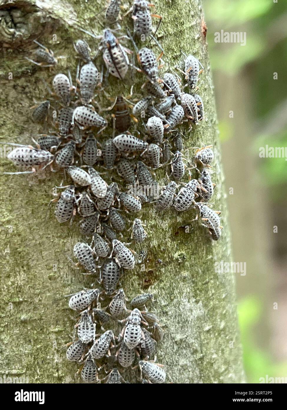 Giant Bark Aphid (Longistigma caryae), Insecta, Crooked Creek Rd ...