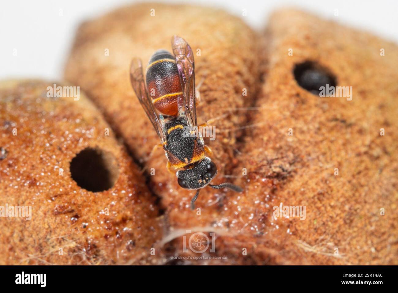 Leptochilus Wasps (Leptochilus), Insecta, Chimney Lakes, Jacksonville ...