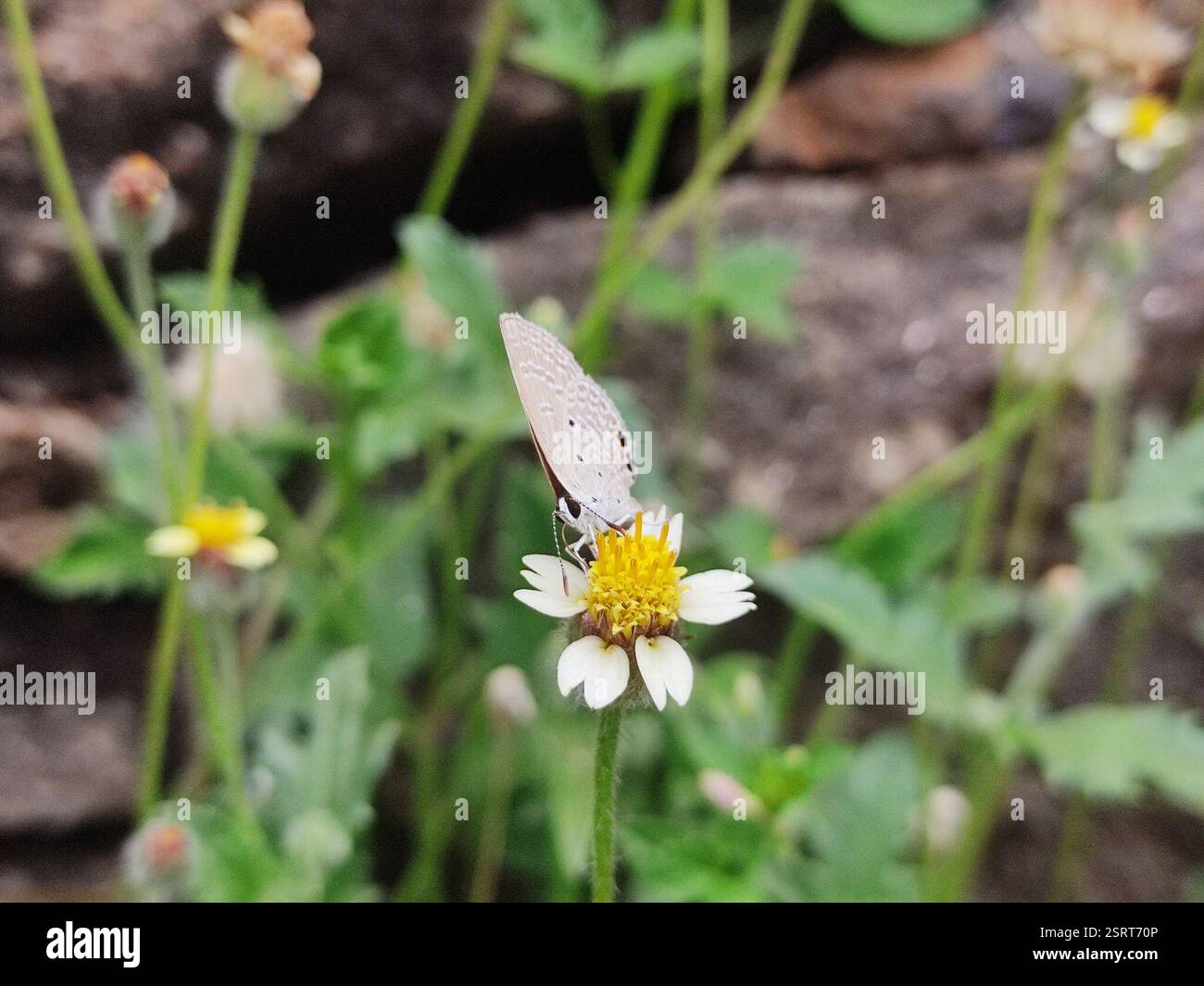 Small Cupid (Chilades parrhasius), Insecta, Pathamuttam, Kerala, India ...