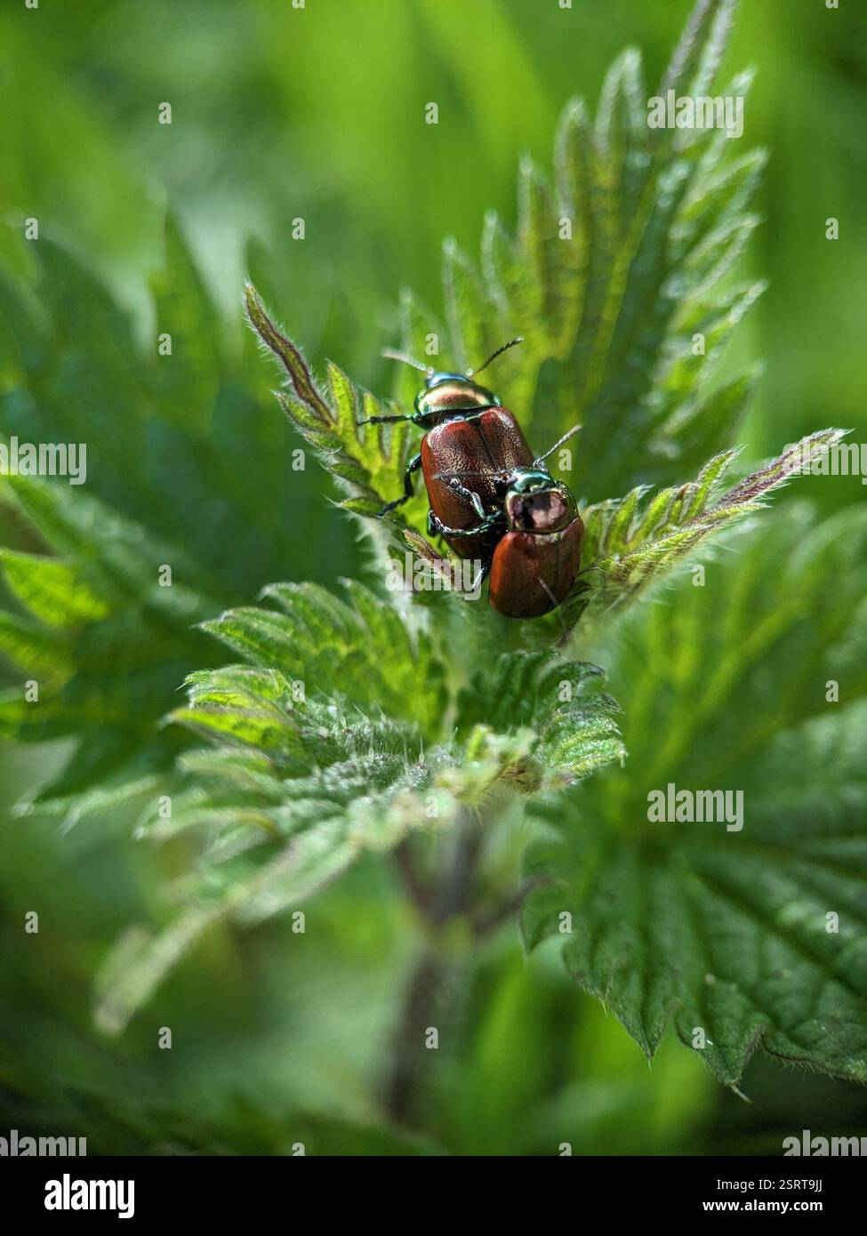 Knotgrass leaf beetle (Chrysolina polita), Insecta, Iris Murdoch ...