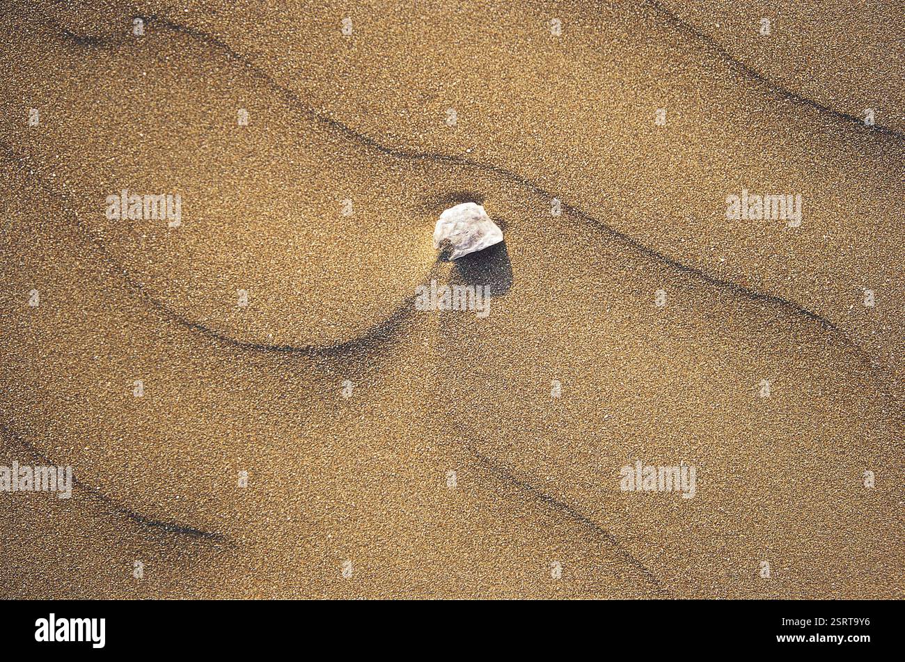 Broken Piece of Shell on Sand, Ratnagiri, Maharashtra, India, Asia Stock Photo