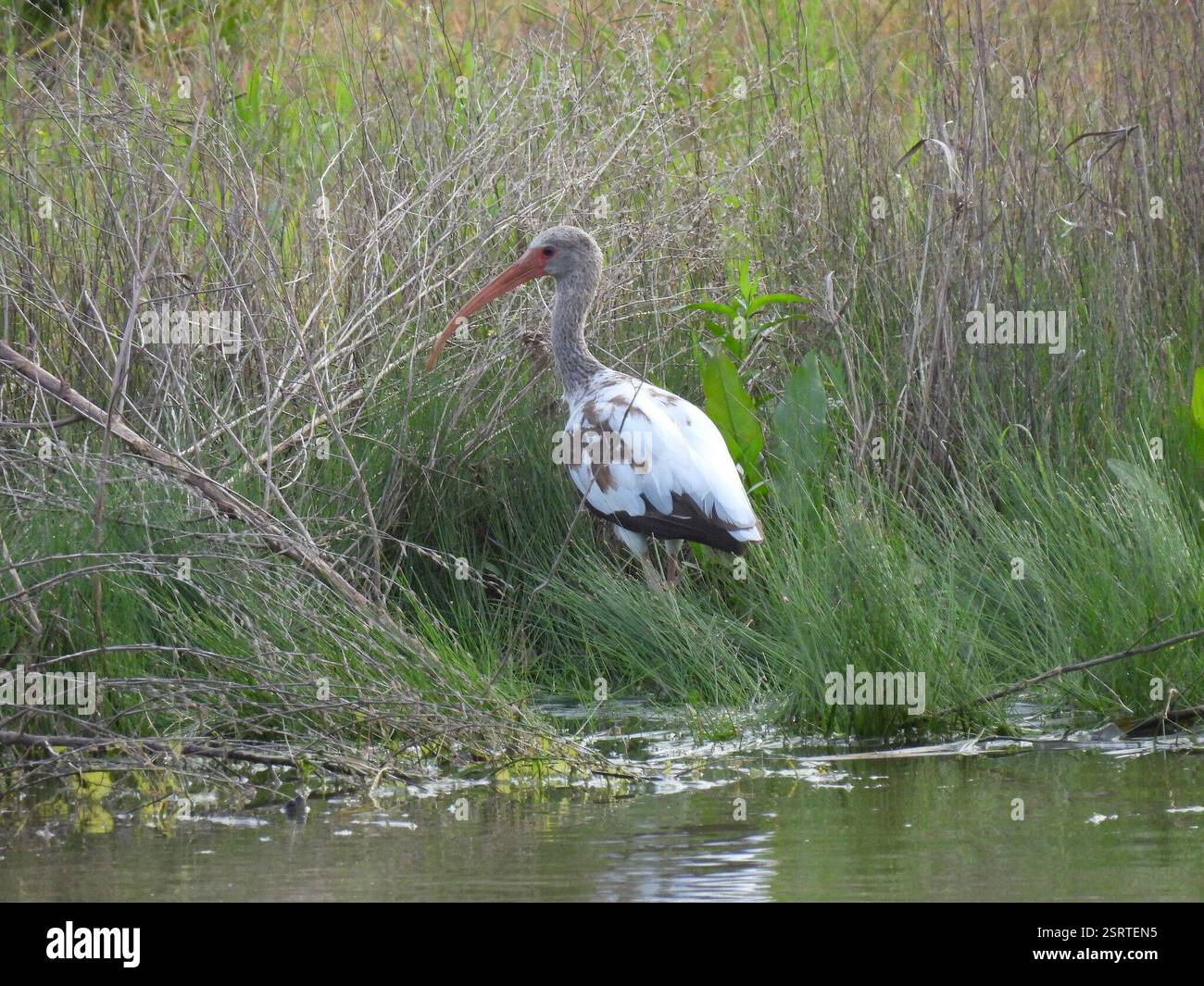 White Ibis (Eudocimus albus), Aves, Exploration Green Phase 1 Stock