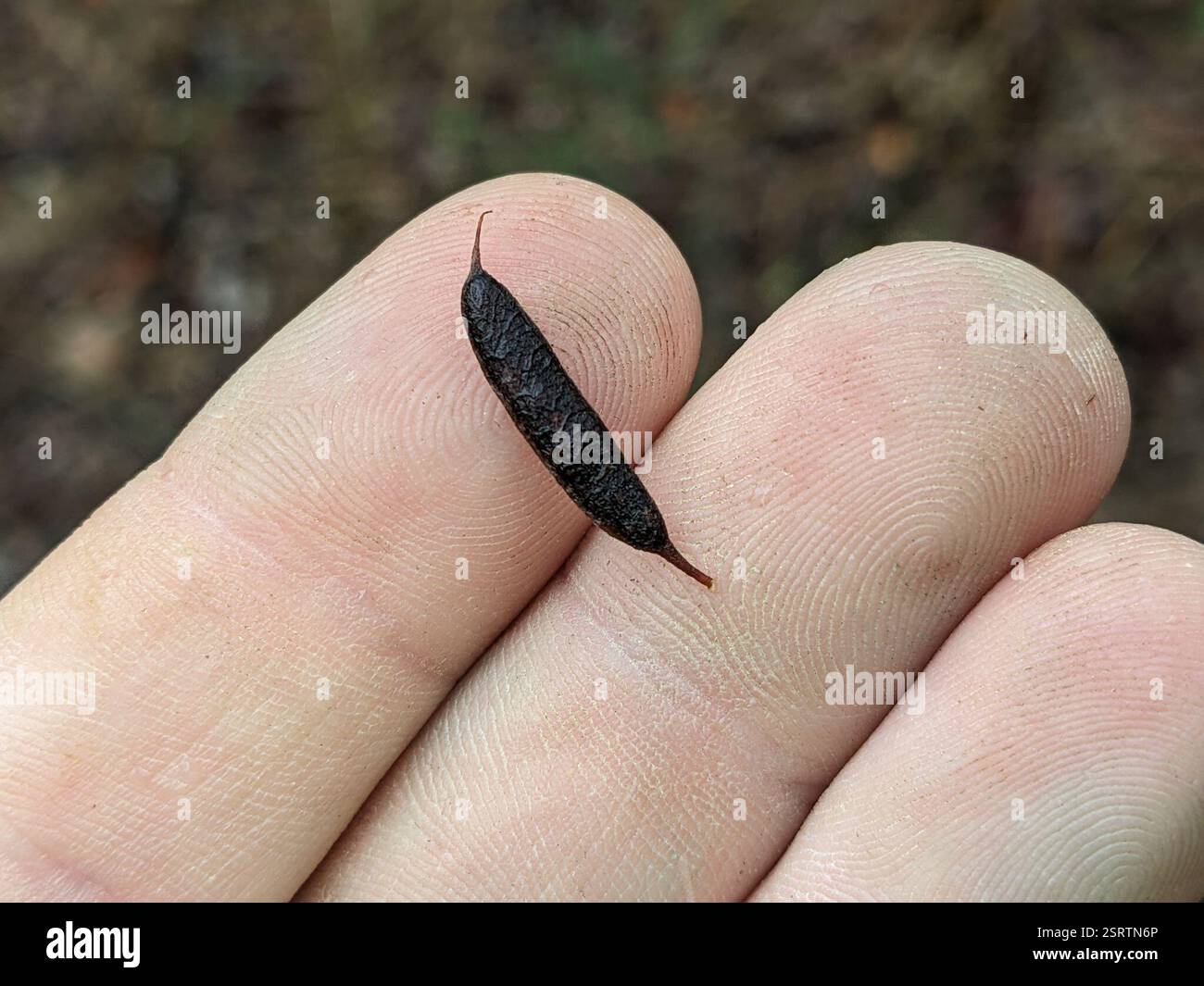 Podolobium ilicifolium hi-res stock photography and images - Alamy