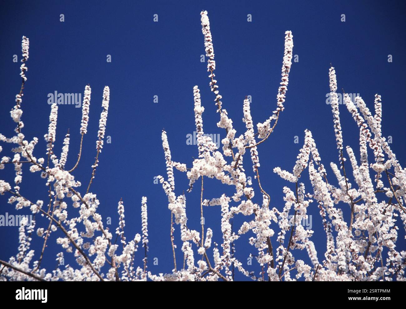 Asian wildflower hi-res stock photography and images - Alamy