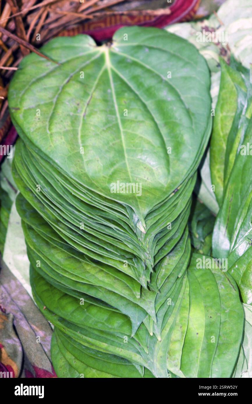 Autumn Leaf In India