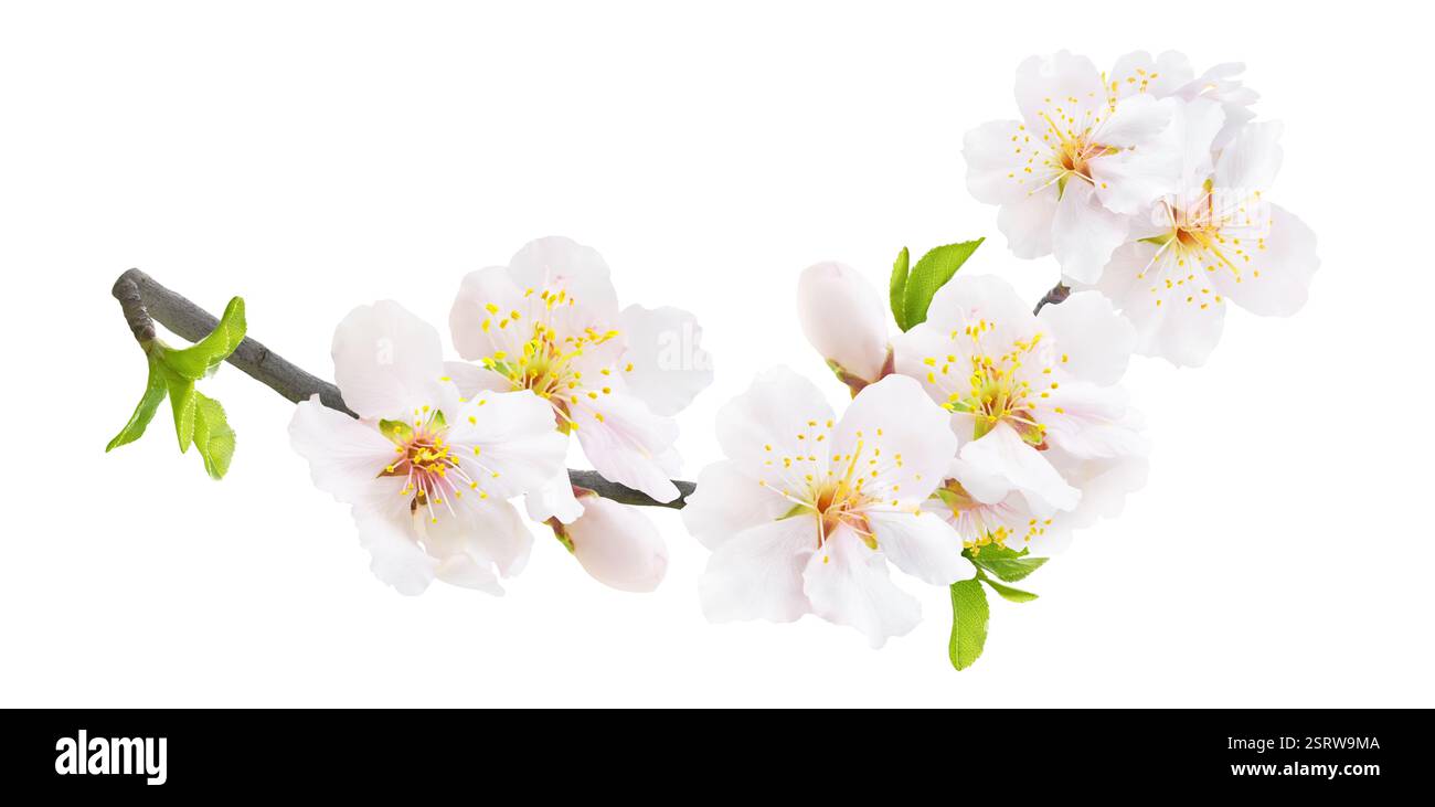 Branch of blooming almond tree in spring with white almond blossoms, buds and leaves isolated on white background Stock Photo