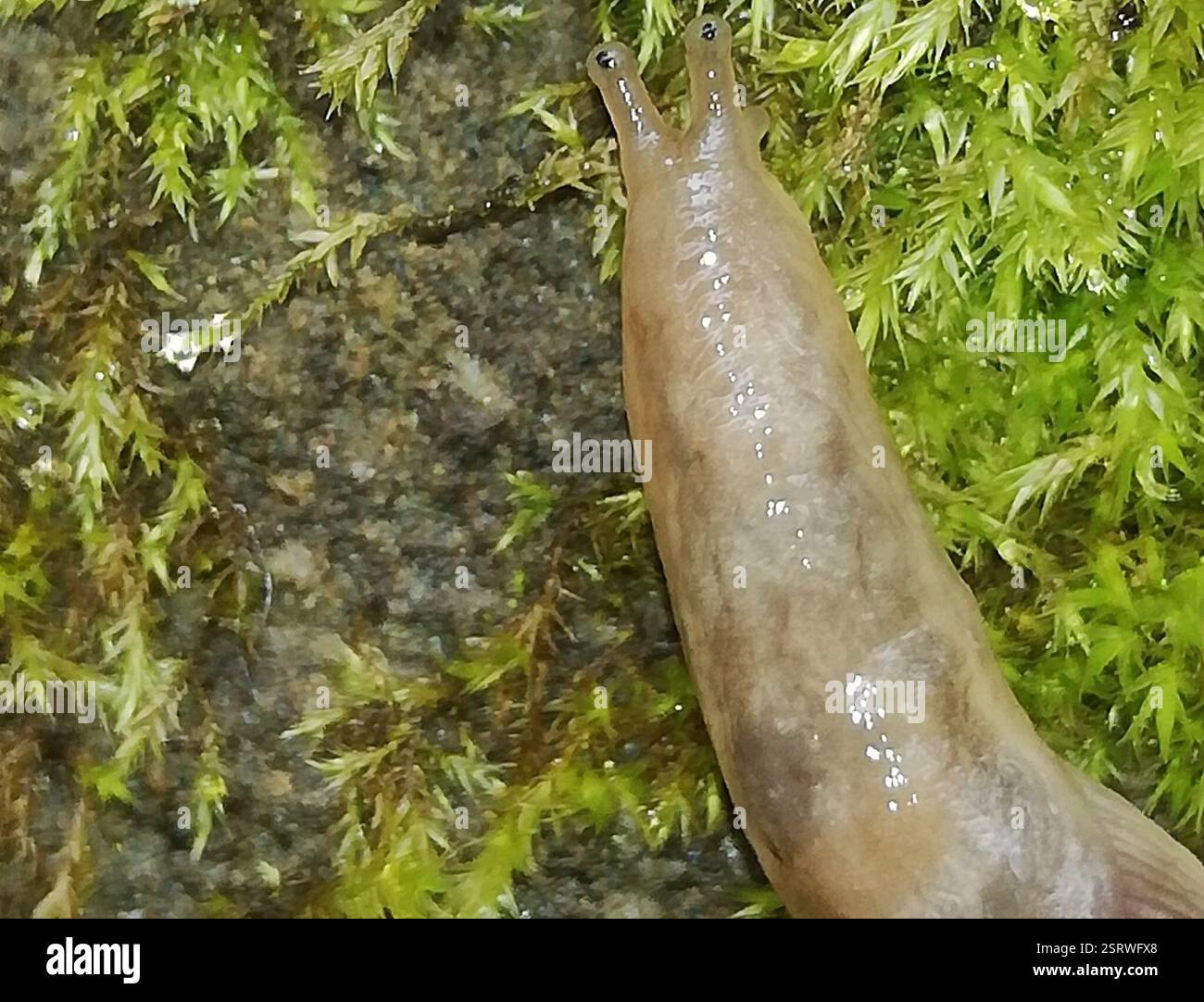 Tree slug (Lehmannia marginata), Mollusca, 06463 Falkenstein, Germany ...