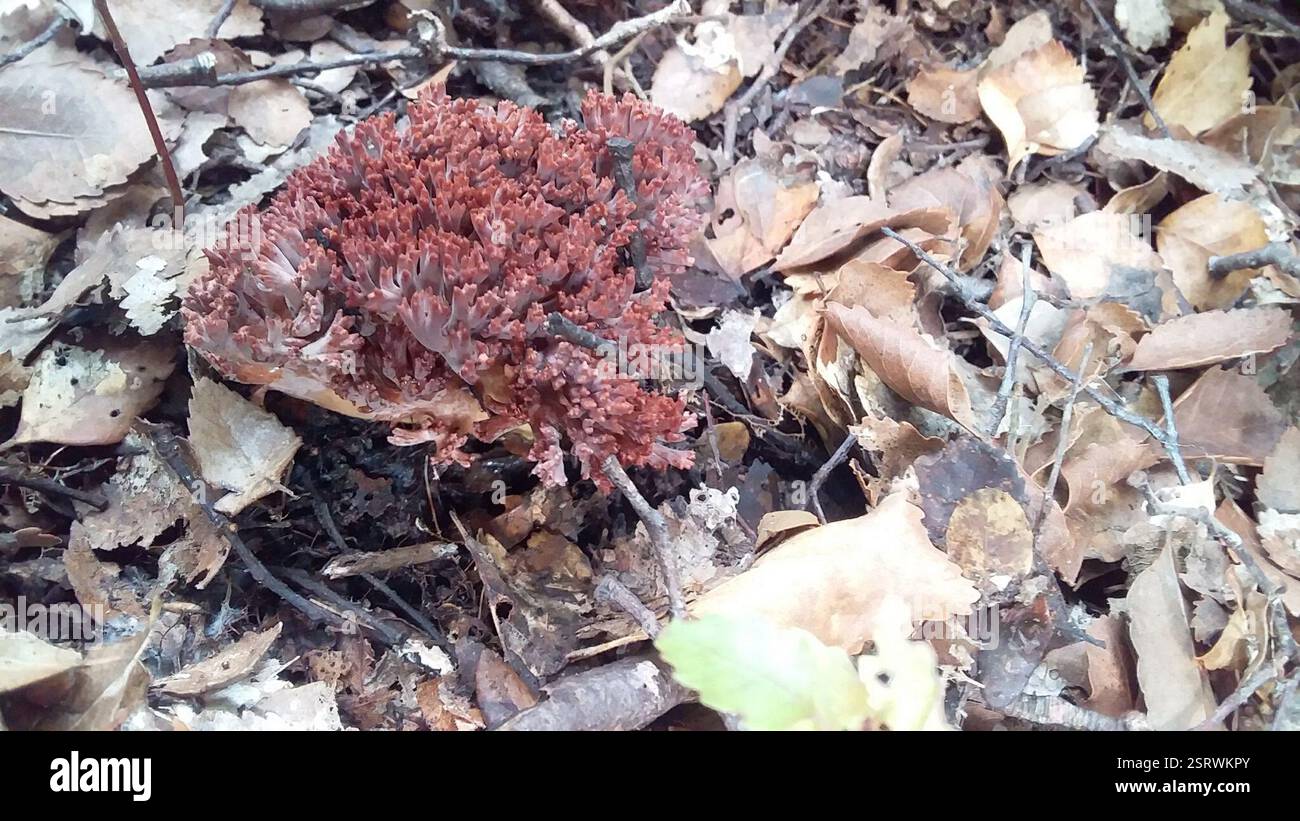 Coral Fungi (Ramaria), Fungi, Lower Hutt 5013, New Zealand, These are ...